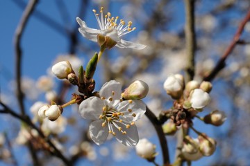 Flowering fruit tree in spring. White small flowers of Mirabelle plum, also known as mirabelle prune or cherry plum (Prunus domestica subsp. syriaca).