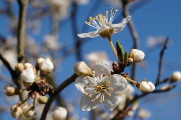 Flowering fruit tree in spring. White small flowers of Mirabelle plum, also known as mirabelle prune or cherry plum (Prunus domestica subsp. syriaca).