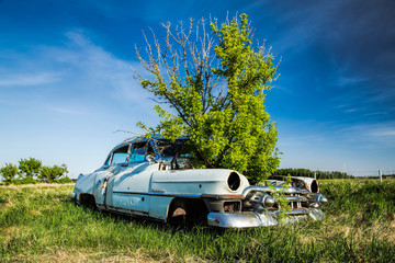 Old Car with Plant in the Hood - obrazy, fototapety, plakaty