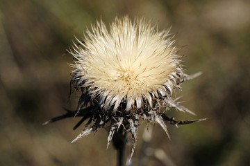 A dry plant with a silver fluffy flower reminiscent of a thistle.
