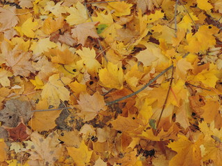 autumn leaves background