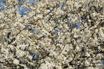 Flowering fruit tree in spring. White small flowers of Mirabelle plum, also known as mirabelle prune or cherry plum (Prunus domestica subsp. syriaca).