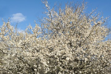 Flowering fruit tree in spring. White small flowers of Mirabelle plum, also known as mirabelle prune or cherry plum (Prunus domestica subsp. syriaca).