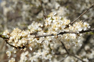 Flowering fruit tree in spring. White small flowers of Mirabelle plum, also known as mirabelle prune or cherry plum (Prunus domestica subsp. syriaca).