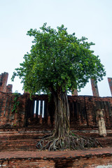 Obraz premium Thailand - Ayutthaya
