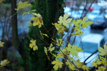 maple leaves in autumn