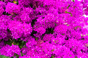 Obraz na płótnie Canvas Violet bougainvillea flower. Bright saturated color close up.