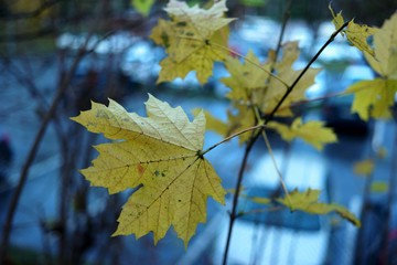 yellow maple leaves