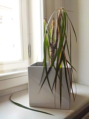 Concept of bad gardening - dying little Dracaena plant standing in a room inside on a window ledge