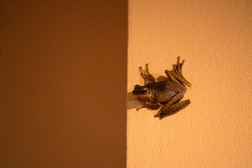 The frog is sitting on the wall. Sucker frog