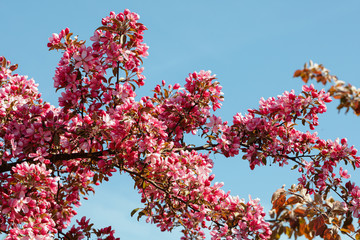 Flowering Pink Crabapple tree in the garden on a spring sunny day