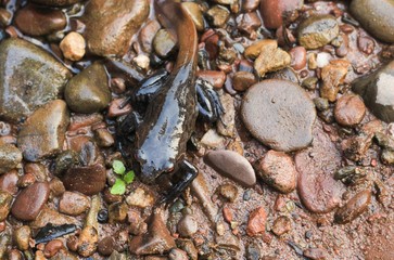 Tadpoles on rock transitioning from a polliwog (tadpole) to a frog.
