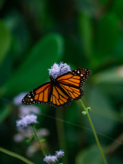Monarch butterfly on a purple flower