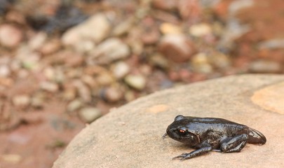 Naklejka premium Tadpoles on rock transitioning from a polliwog (tadpole) to a frog.