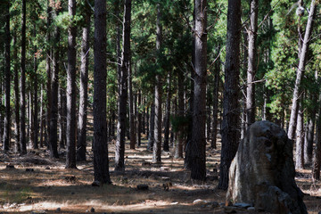 pine plantation shot at Adelaide Austrailia