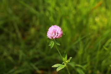 pink cosmos flower
