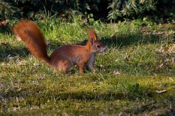 europäisches Eichhörnchen auf Wiese