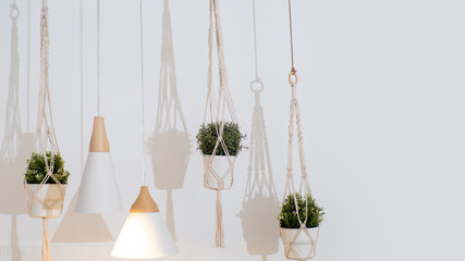 Pots with home plants hang in the interior, light Scandinavian interior design.