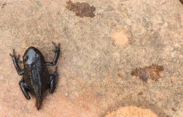 Tadpoles on rock transitioning from a polliwog (tadpole) to a frog.