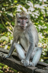 Mono sentado en lo alto de un tronco en la naturaleza en Monkey Forest, en Ubud, Bali, Indonesia.