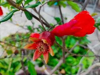 Pomegranate flowers