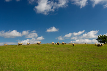 Fototapeta na wymiar sheep landscape with a beautiful cloudscape