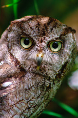 eastern screech owl