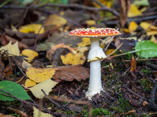 Fly Agaric Fungi  on Forest floor