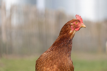Portrait Huhn in Freilandhaltung