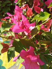 red, roses, pink, flower, rose, nature, bouquet, flowers, love, garden, blossom, floral, petal, plant, beautiful, gift, valentine, beauty, bloom, green, petals, white, flora, isolated, wedding