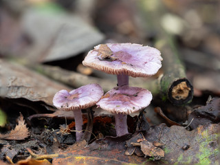 Purple lilac mushroom fungi on forest floor