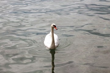 swan on the lake