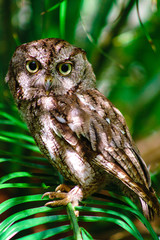 eastern screech owl