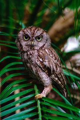 eastern screech owl