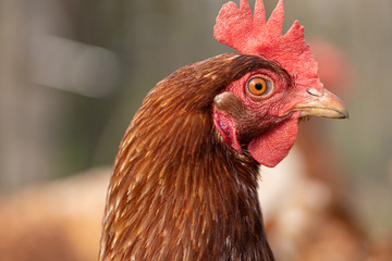 Portrait Huhn in Freilandhaltung