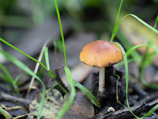 Brown Fungi on Woodland Floor