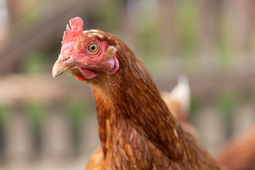 Portrait Huhn in Freilandhaltung
