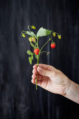 Wild strawberrie branch with ripe and unripe berries