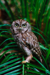 eastern screech owl