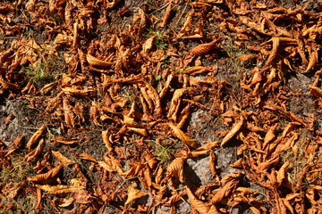 Tapis de feuilles mortes sur le sol