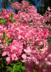 Rhododendron plants in bloom with flowers