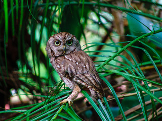 eastern screech owl