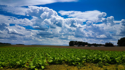 Nuages blancs