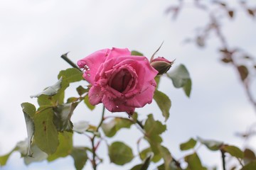 dying rose 