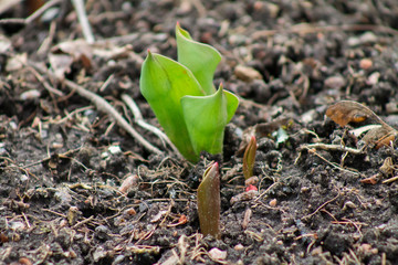early spring germination of a new plant