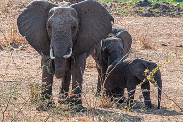 Fototapeta na wymiar La vida de los elefantes