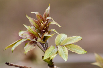 young budding leaves on a branch in early spring