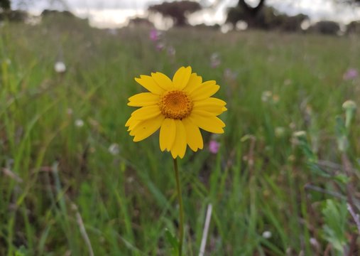 Yellow chamomile flower in field