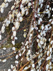 Gefrohrene Blumen am ostern in einem floristik geschäft