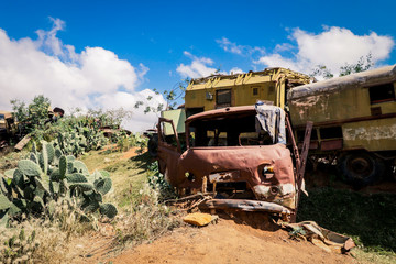 Green Cactus near the Crushed Venicles on the Tank Graveyard in Asmara, Eritrea